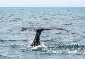 4 images Humpback-whale