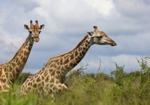 Giraffe Afrique du Sud