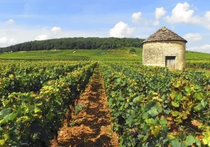 france-rhone-saone-dijon-vignoble-cabotte-alain-doire