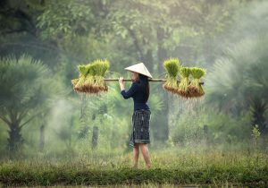 harvesting-1822578_1920